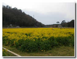 菜の花畑