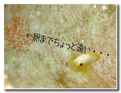 ナカモトイロワケハゼ