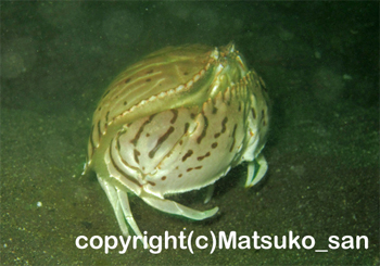 トラフカラッパ