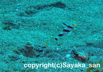 ヒレネジとネジリンボウのペア