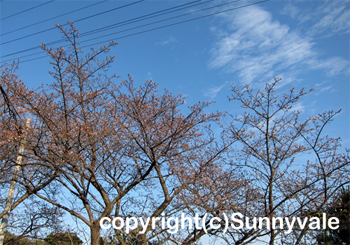 寒桜