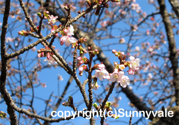 寒桜