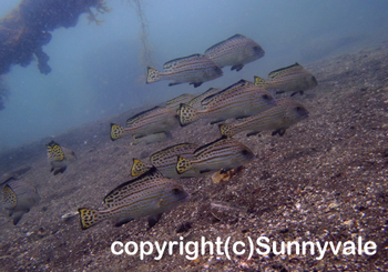 コロダイ若魚