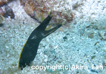 ハナヒゲウツボの幼魚