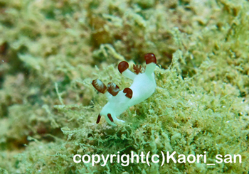 1ウミウシ、2ウミウシ・・・(@_@)
