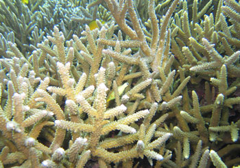 PADI AWAREサンゴ礁の保護スペシャルティ講習