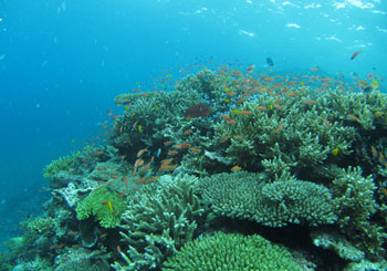 PADI U/Wナチュラリスト