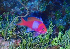 「スミレナガハナダイ」　ゆかさん