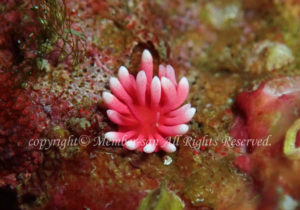 「ヒロウミウシ」　わーさん