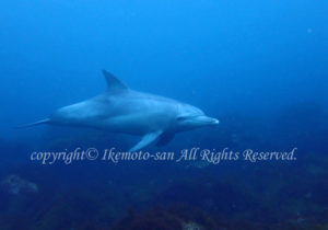 「イルカ」　いけもとさん