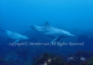 「イルカ」　わーさん