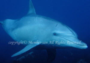 「イルカ」　えーさん