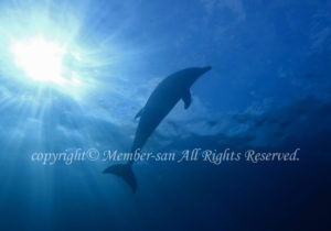 「イルカ」　えーさん