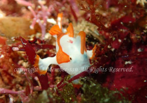 「クマドリカエルアンコウ」　わーさん