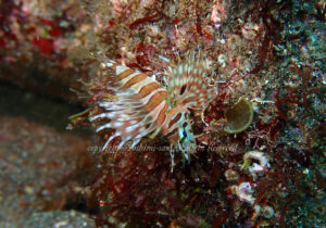 「キリンミノ」　よしみさん