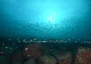 「クロホシイシモチ」　かげやまさん