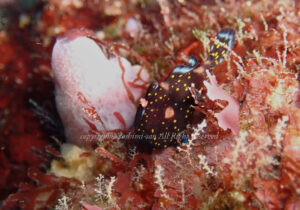 「クマドリカエルアンコウ」　よしみさん