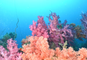 「八木沢沖漁礁」　かげやまさん