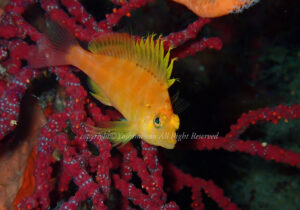 「オキゴンベ」　よしみさん