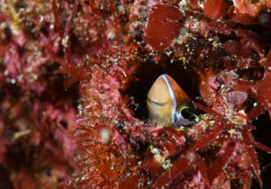 「テンクロスジギンポ」　かげやまさん
