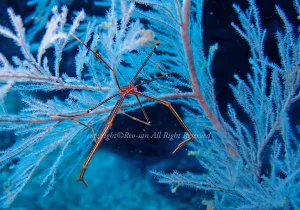 「オルトマンワラエビ」　れおさん