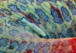 「ヒトデヤドリエビ」　れおさん