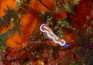 「アラリウミウシ」　よしみさん