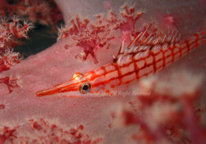 「クダゴンベ」　なつみさん