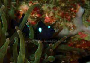 「ミツボシクロスズメダイ」　なつみさん