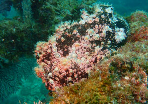 「オオモンカエルアンコウ」　なつみさん