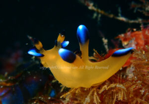 「ウデフリツノザヤウミウシ」　よしみさん