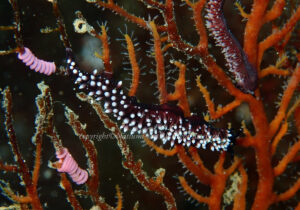 「スミゾメミノウミウシ」　なつみさん