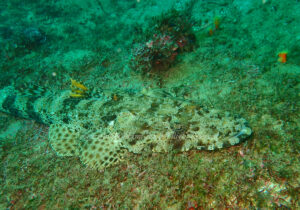 「ワニゴチ」　よしみさん