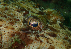 「ワニゴチ」　よしみさん