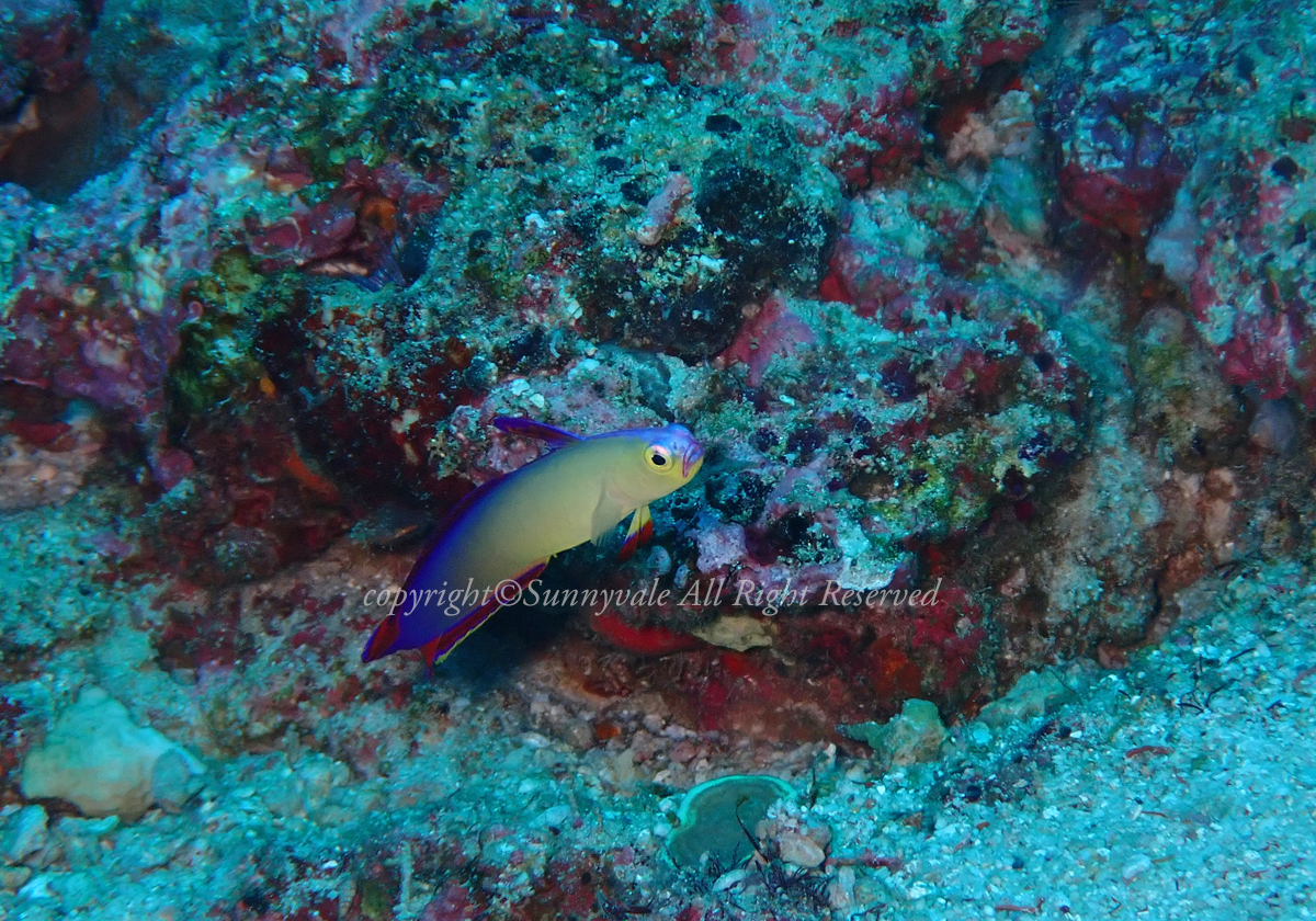 Exquisite dart fish