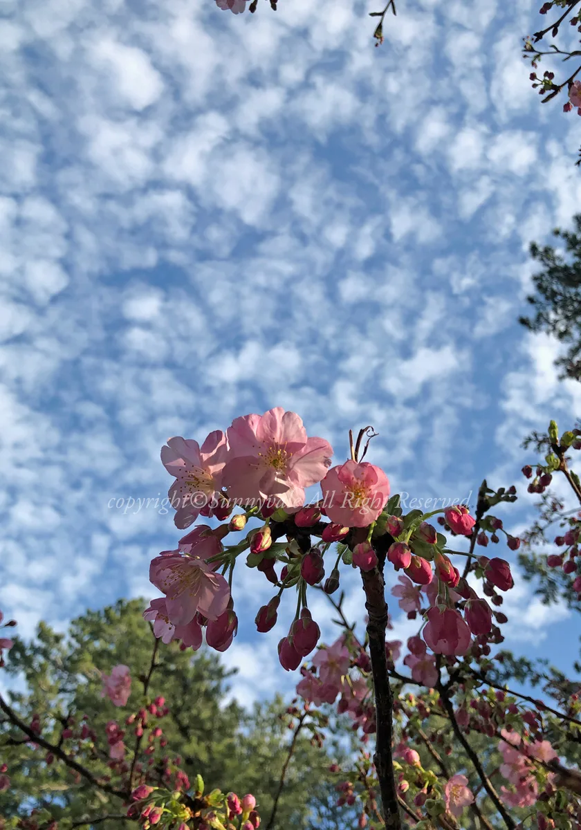 寒桜