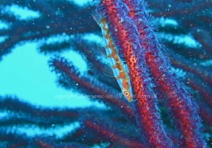 「ガラスハゼ」　かげやまさん