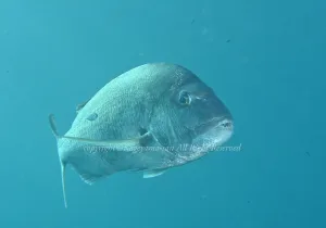 「マダイ」　かげやまさん