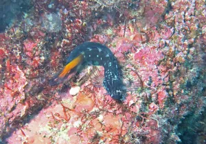 「ニラミギンポ」　かげやまさん