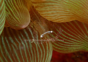 「カザリイソギンチャクエビ」　よしみさん