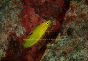 「コガネキュウセン」　なつみさん