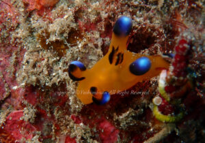 「ウデフリツノザヤウミウシ」　よしみさん