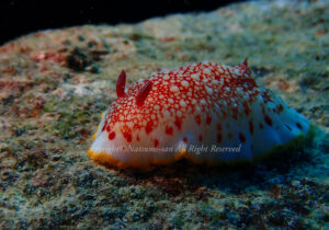 「サラサウミウシ」　なつみさん
