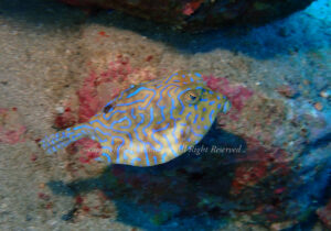 「シマウミスズメ」　よしみさん