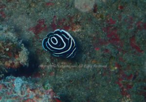 「タテジマキンチャクダイ」　なつみさん