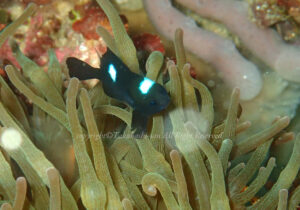 「ミツボシクロスズメダイ」　たかはしさん