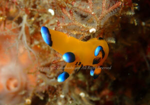 「ウデフリツノザヤウミウシ」　たかはしさん