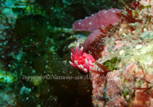 「ヒロウミウシ」　なつみさん