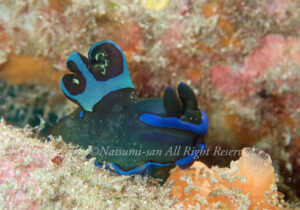 「ミドリリュウグウウミウシ」　なつみさん