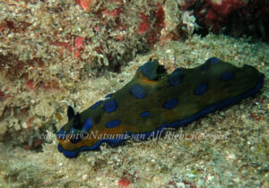 「スルガリュウグウウミウシ」　なつみさん